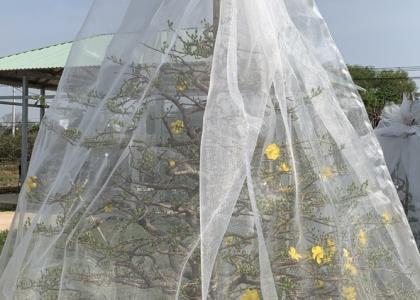 Vận Chuyển Mai đi Hà Nội